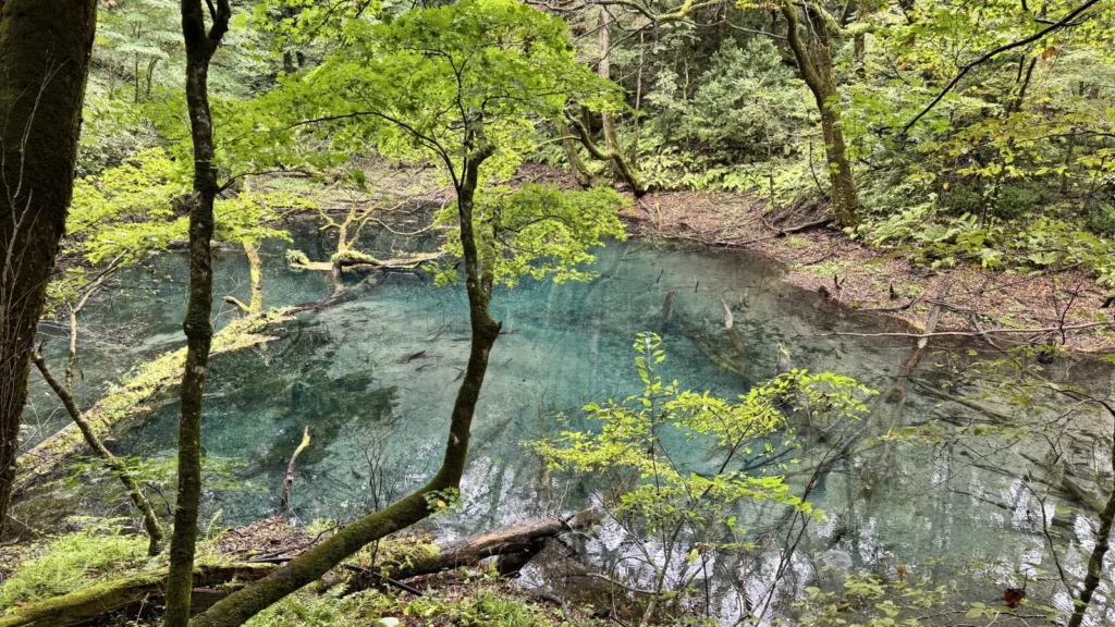 十二湖の沸壺の池